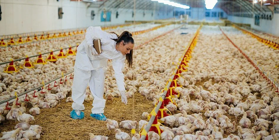 Poultry Jobs in Luxembourg with Visa Sponsorship